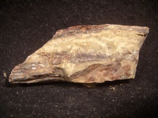 Dinosaur Bones Xiphactinus audax Bone Fragment Sulphur River Northeast 