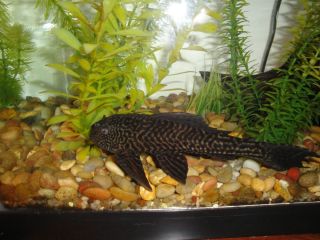 Pleco Catfish, 8 Long.With the 20 Gal. Aquarium.