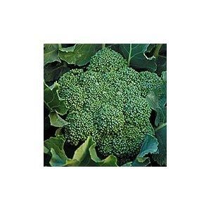 broccoli seeds 200 heirloom vegetable garden seed