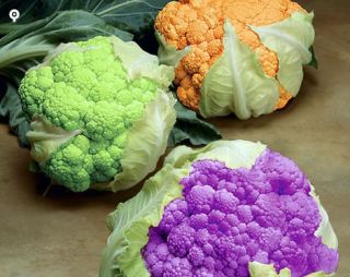 100 Seeds Cauliflower Mix Color Broccoli Vegetable Seed