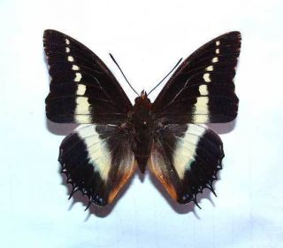  Charaxes Brutus Natalensis Unmounted Butterfly