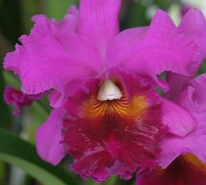   Lakeview (Nigritian `King of Kings x Bryce Canyon) Cattleya Orchid