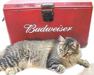 BUDWEISER Anheuser Busch Beer Bottle Cooler Sign Light! Bud! FREE 