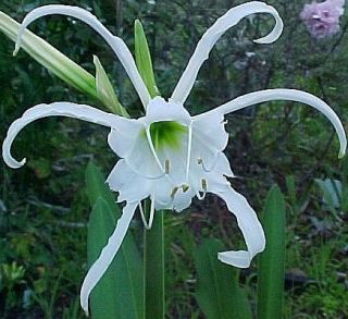   Spider Lily Powerfully Fragrant Flower Bulb Perennial Amaryllis