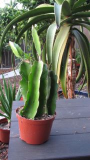  Queen of The Night Cactus Plant
