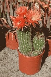  Trichocereus Hybrid Cactus Plant