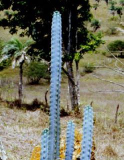   RARE Exotic Columnar cacti Cactus Seed 500 Seeds