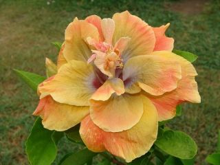 Hibiscus sp.`Chartreuse Rose` Cajun,Tropical,Plant 4.5 Pot/ Inside or 
