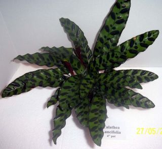 Calathea Lancifolia in 4 inch pot