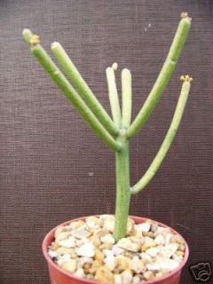 Euphorbia Tirucalli Pencil Cactus Plant Succulent 4