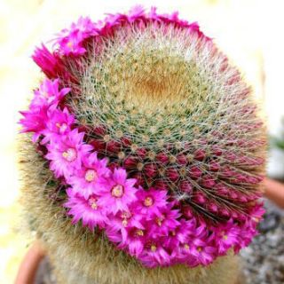   Flowering Pincushion Flower RARE Cactus Seed 100 Seeds