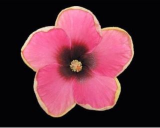 Tropical Exotic Cajun Hibiscus Plant Love Bite Dark Pink