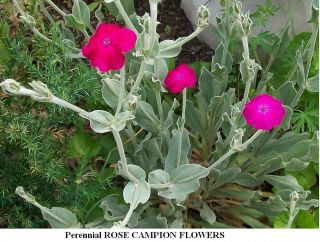 Rose Campion Perennial Flower That Grows Silver Grey Foliage 100 Seeds 