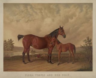 Flora Temple and Her Colt Camptown Races Racing Trotter 13x19 Print 