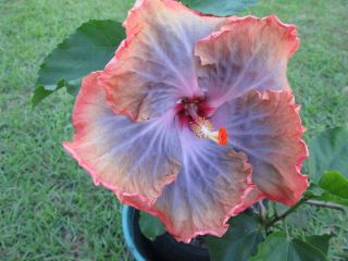 Hibiscus sp. ‘Creole Lady’ Cajun / Tropical Plant 4.5  Pot