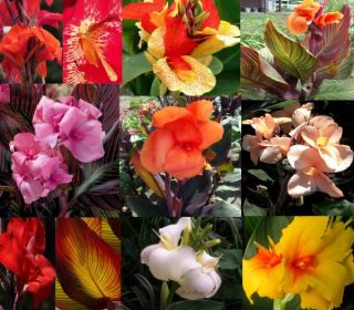 mix 9 tubers bulbs canna lily house plants or garden