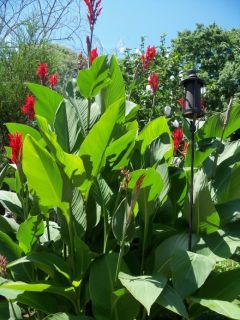  10 Red Canna Lily Seeds