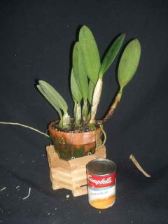   Coerulea Mariauxi x Francisco Plant Species Orchid