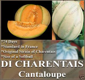 Melon Seeds Charentais Cantaloupe Size of Softball Euro