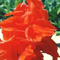 Canna lily Bulb Tropical Orange Bliss 6 ft Tall Beauty 1 Bulb