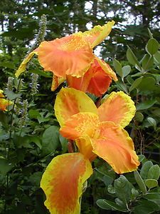 Canna Lily Heirloom Florence Vaughan 1893 Root
