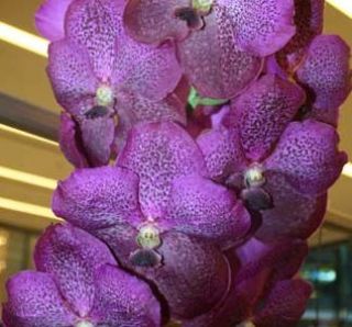   Thanasiri x Bitz’s Hearthrob BLUE Hybrid Orchid Plant [VAN034