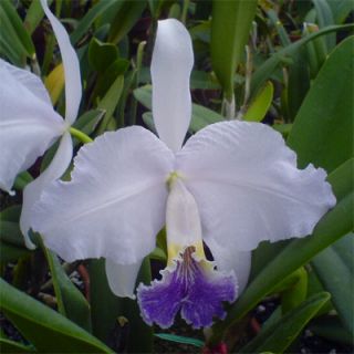  Coerulea Mariauxi x Francisco Plant Species Orchid