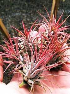Airplants Ionantha Red Fuego 10 Pack Tillandsia grown from seed