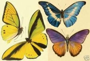 Moths & Butterflies Observations Collecting Preserving