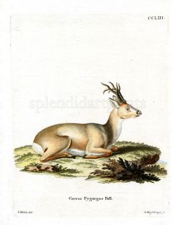 1775 SCHREBER Fantastic Beasts 253 Siberian Roe Deer