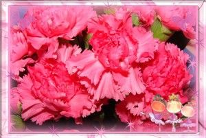 Ø¤º°°º Carnation Dianthus Grenadin Pink 25 Seeds AL1985SC Ø¤º 