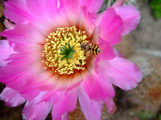 Echinocereus Reichenbachii SSP Balleyi WOW Scented Huge Flowers