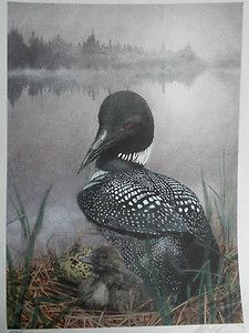 Albert Casson Nature Loon Baby New Beginnings Le Print Signed Unframed 