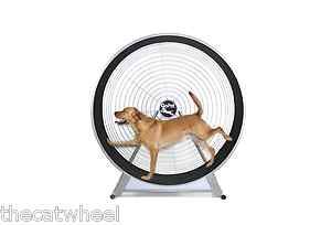Cat Exercise Wheel Treadwheel LG by Gopet for Bengal Savannah 