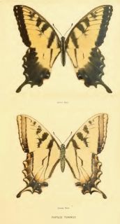 moths butterflies by region australasian new zealand 11 new zealand 