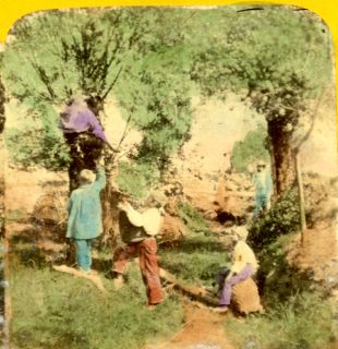 Harvest Children Animated Colored Stereo Photo 1865