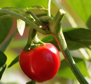  pepper chili 10 seeds baby pepper chilli is a cherry type hot pepper 