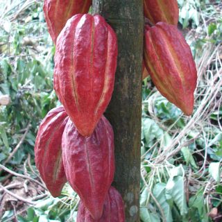 CHOCOLATE Tree ~Fruit of Gods~ Theobroma CACAO LIVE PLANT Seedling