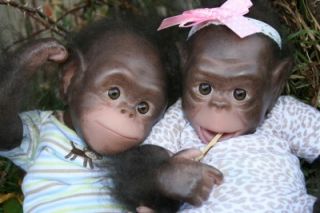 Reborn Chimpanzees Chaz Cici 2 Kits Denise Pratt Painted Rooted Eyes 