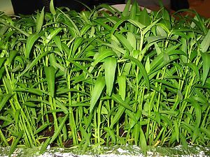 Asian vegetable seeds   Water Spinach ( Rau Muong )   100 Seeds / Bag