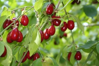 RARE Anatolian Cornelian Cherry Tree Fresh 5 Seeds