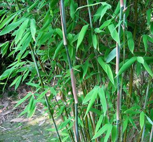 Chinese Bamboo Borinda Yunnanensis 50 Seeds