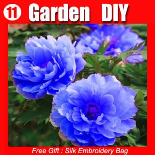30 Kinds Chinese Peony Seeds ★ Blue Black Red Yellow Pink Purple