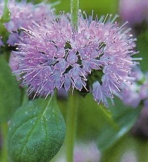 Pennyroyal Mentha Menthol Mint Aroma Natural Mosquito Insect Repellant