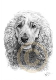 Dog Cocker Spaniel Art Pencil Drawing Print A4 Signed by Artist Le