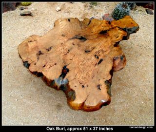 Rare Oak Burl Coffee Table, Huge Burled wood slab, Contemporary slab