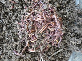 Pound Red Worms for Compost or Bait Same Day Shipping