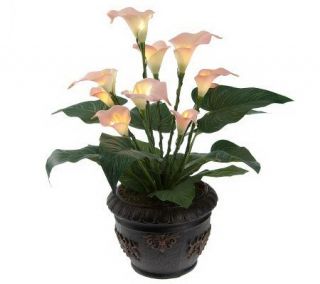 BethlehemLights BatteryOperated Potted Calla Lily with Timer