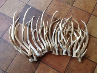  Sika Buck Sheds Horns Antlers Horns Deer Skull