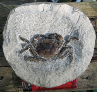 Rare Fossil crab Panopeus Purpureus from Washington state 38 MYO
